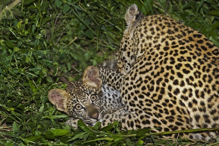 arathusa-safari-lodge-gallery-image-31-1421684744