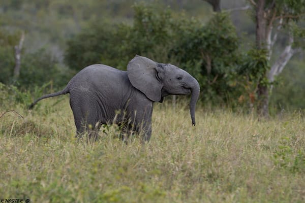 arathusa-safari-lodge-gallery-image-37-1421684760