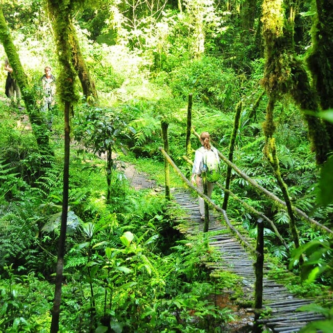 bwindi-nature-walk--scaled