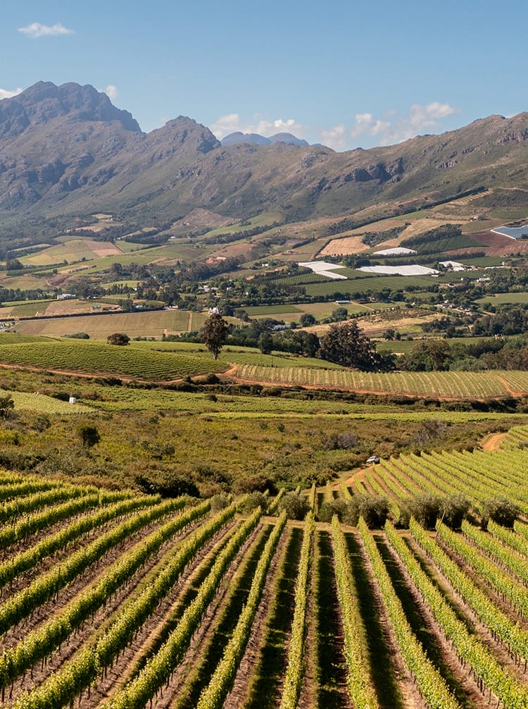 cape town - field - south africa | Gamewatchers Safaris