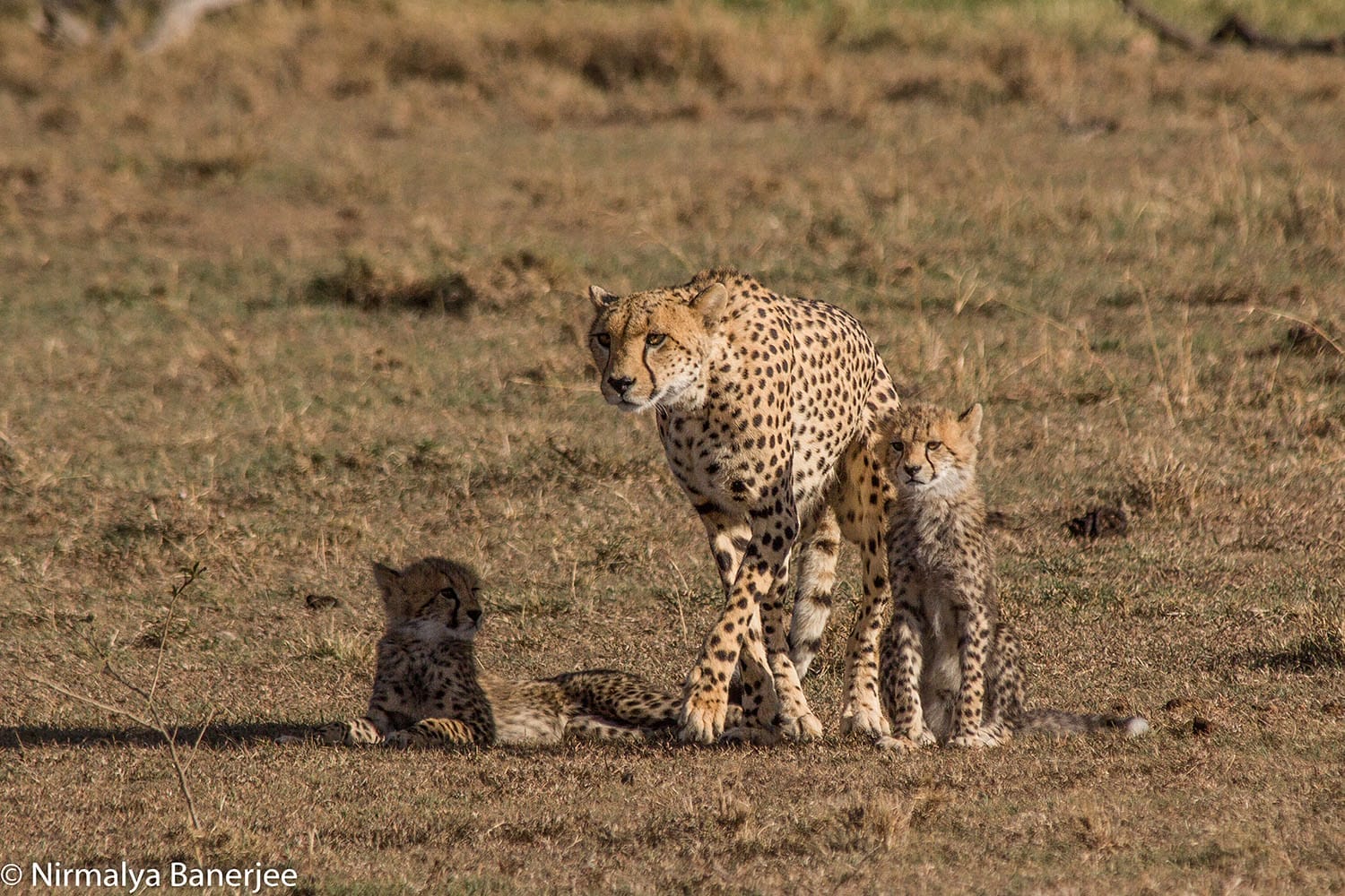 Porini Cheetah Camp