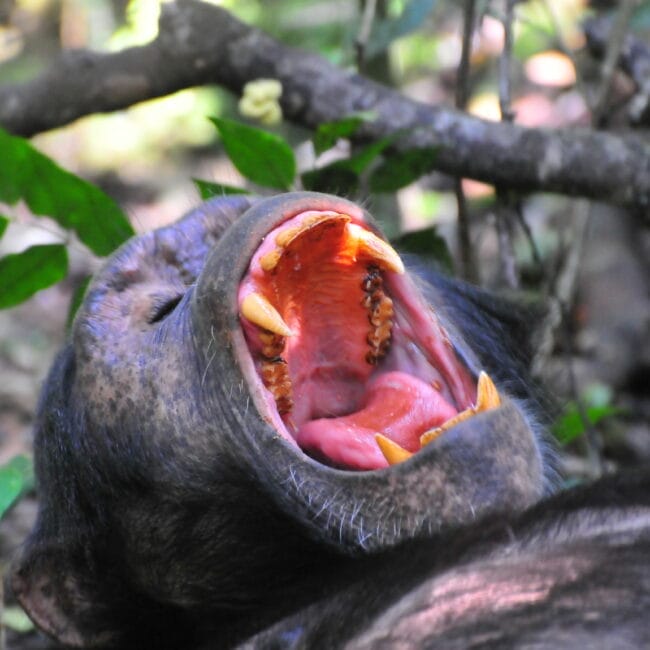 chimp-tracking-kibale-national-park_6720685467_o-scaled