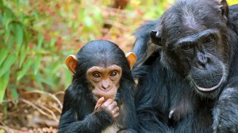 Baby and adult chimpanzee at Mbali Mahale Lodge