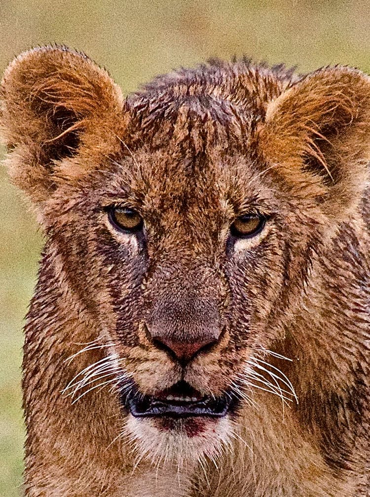 Elephant & Big Cats Safari | Gamewatchers Safaris Elephant & Big Cats Safari