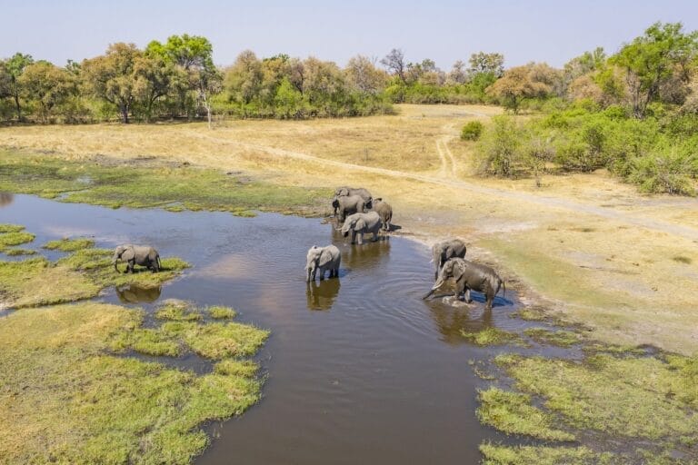 Family of elephants in the Okavango Delta