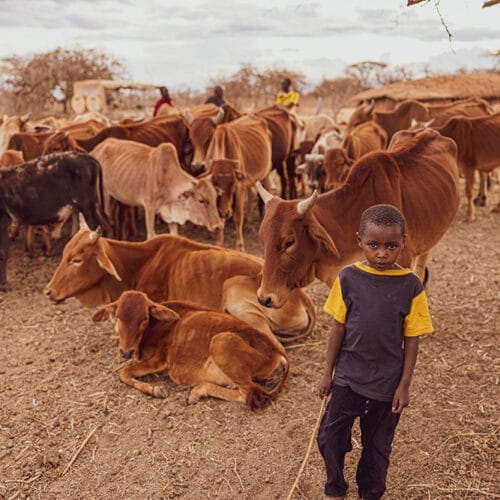 gallery | Gamewatchers Safaris Young boy standing among a herd of cows in a dry rural village setting with traditional huts in the background
