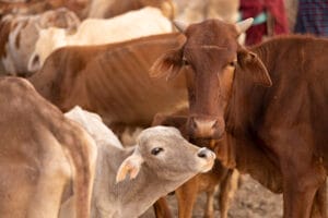 Brown cow nuzzling a light-colored calf among a herd of cattle in a warm outdoor setting