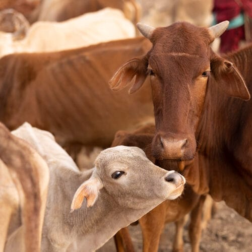 gallery2 | Gamewatchers Safaris Brown cow nuzzling a light-colored calf among a herd of cattle in a warm outdoor setting