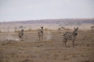 Three zebras standing on a dry open plain with a blurred savanna landscape in the background