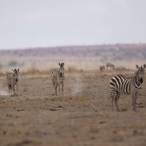 gallery4 | Gamewatchers Safaris Three zebras standing on a dry open plain with a blurred savanna landscape in the background