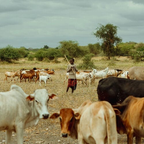 gallerylandscape3 | Gamewatchers Safaris