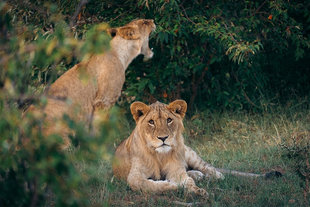 gallerymaraconservancy