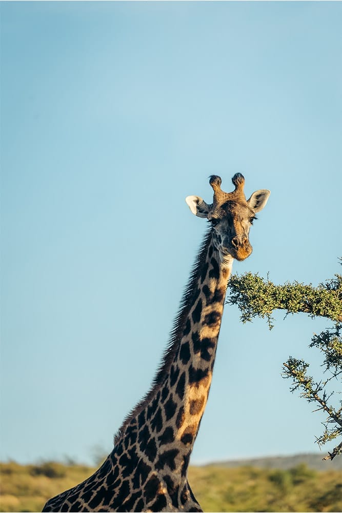 galleryportraitmaraconservsncy