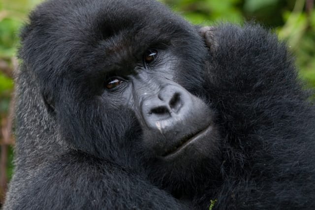 gorillas-of-bwindi-13932567812 | Gamewatchers Safaris