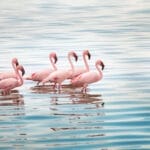 Lake Nakuru