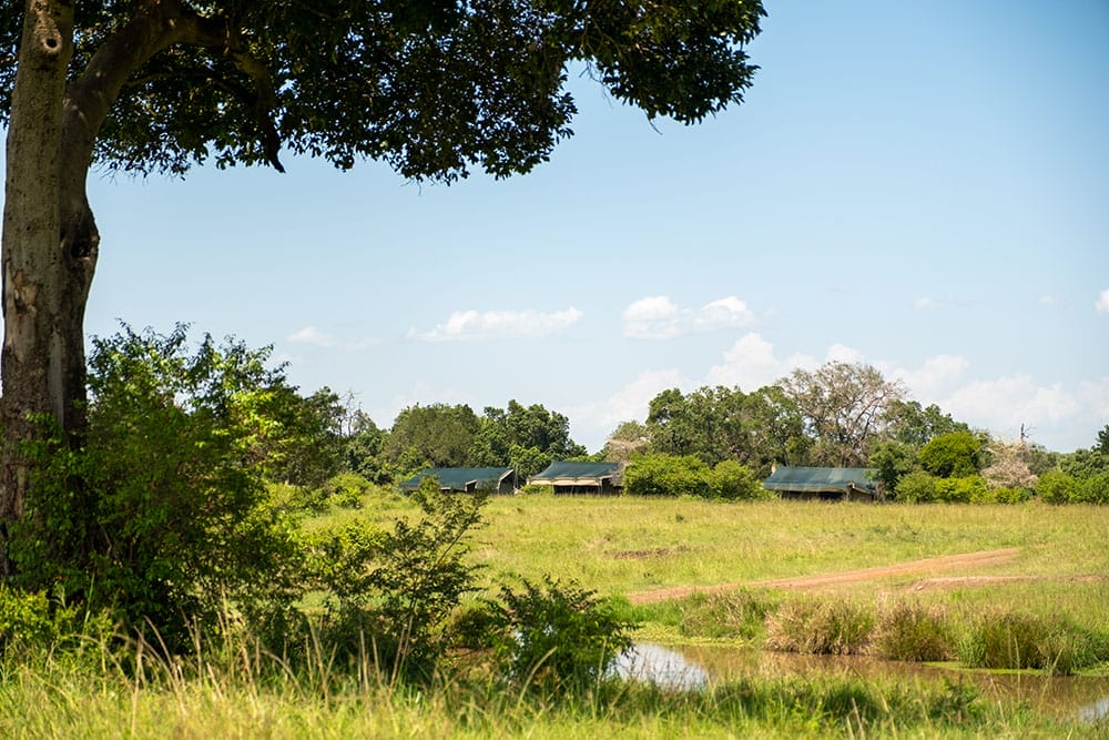 Porini Lion Camp