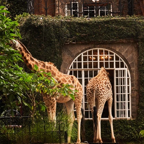 magnificent2 | Gamewatchers Safaris