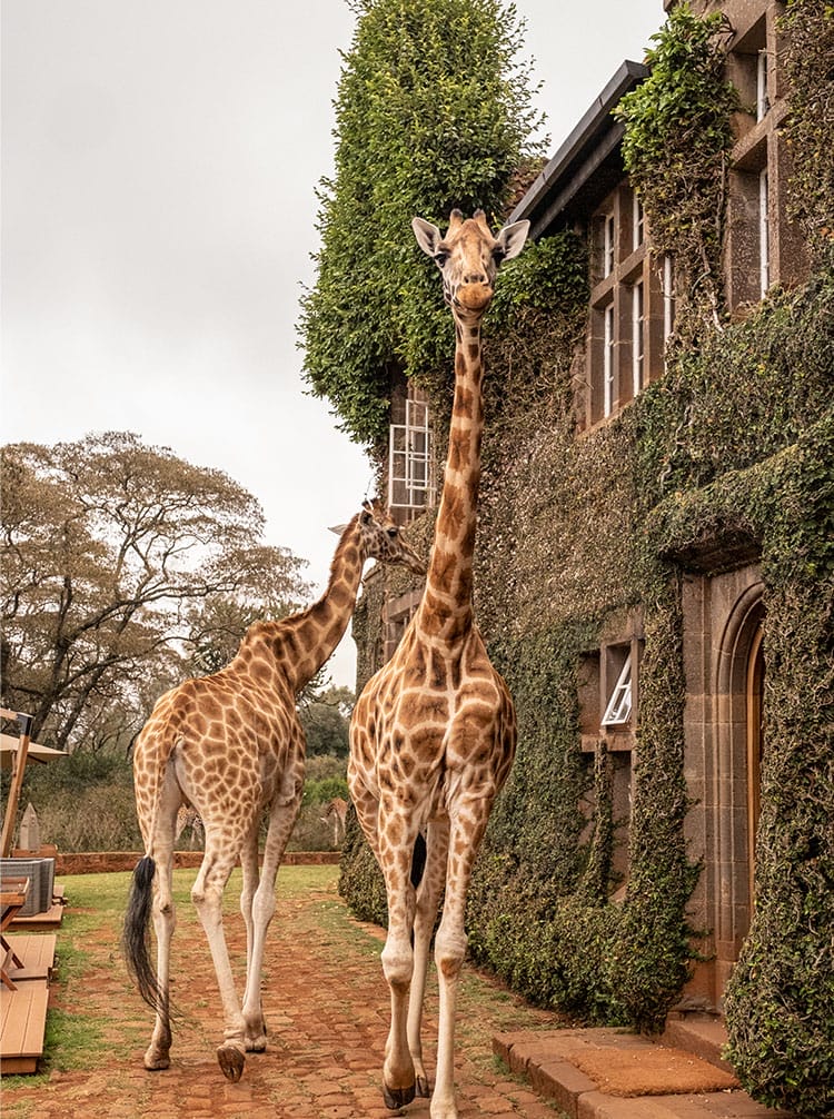 magnificentkenyamain' | Gamewatchers Safaris