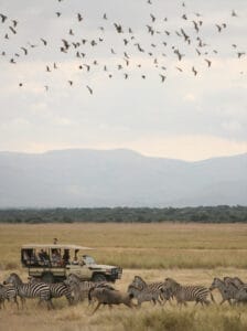 flock of bird above safari vehicle observing zebras