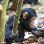 mm.mahale.chimps4