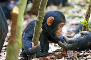 mm.mahale.chimps4