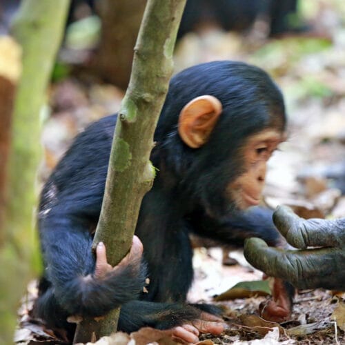 mm.mahale.chimps4 | Gamewatchers Safaris