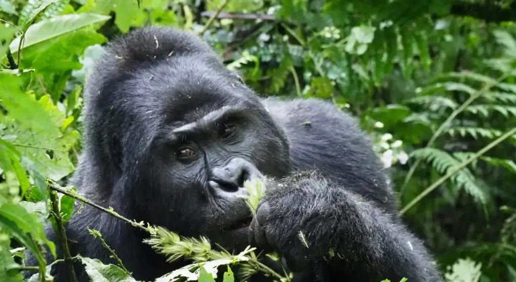Mountain Gorilla from Mahogany Springs Lodge Uganda