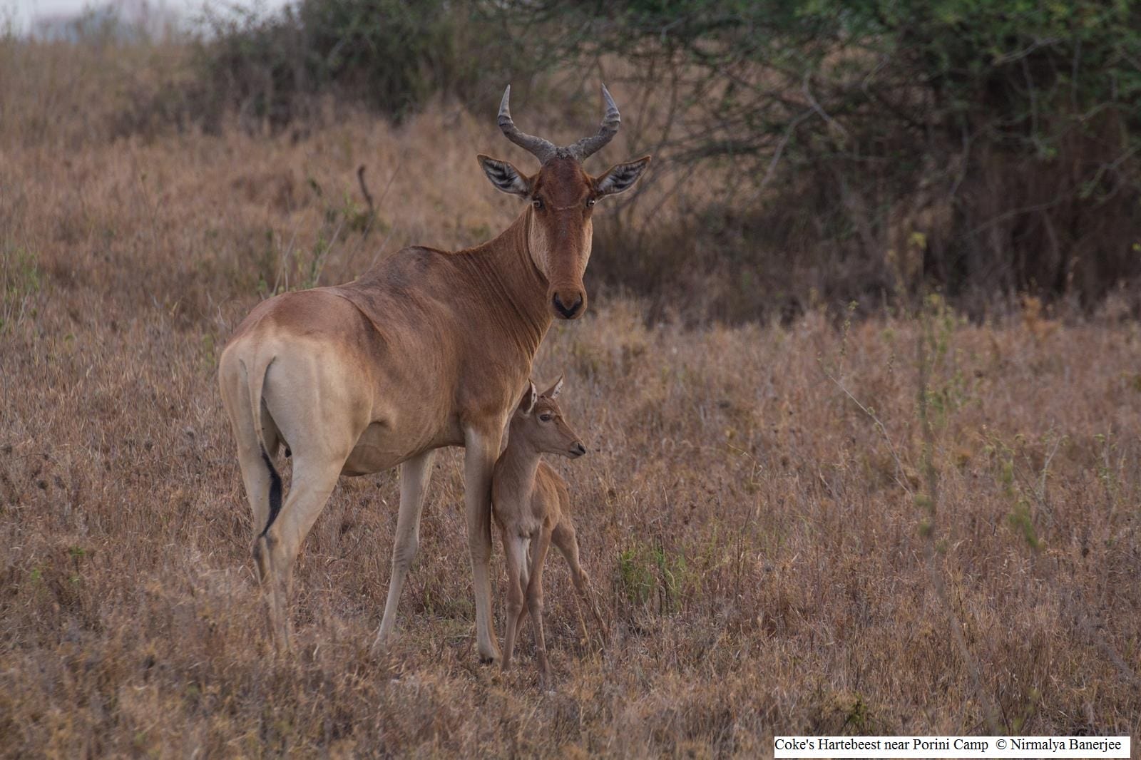 ol-kinyei-conservancy-masai-mara-ol-kinyei-maps-images-image-12-1438709252