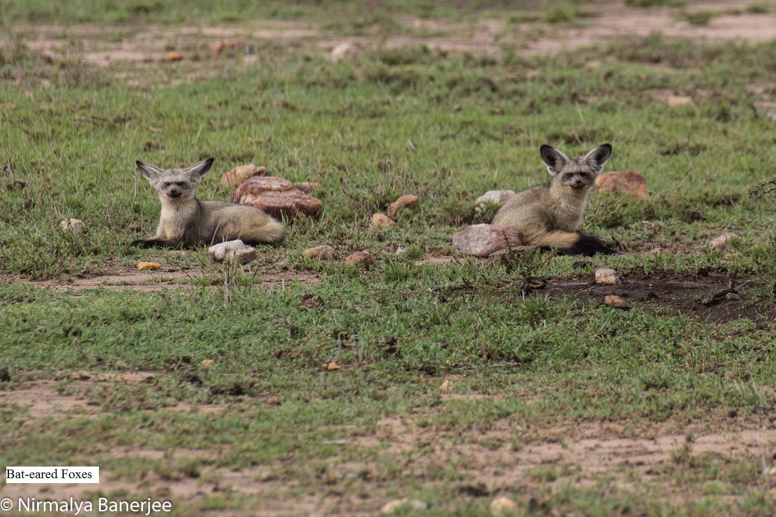 ol-kinyei-conservancy-masai-mara-ol-kinyei-maps-images-image-13-1438709255