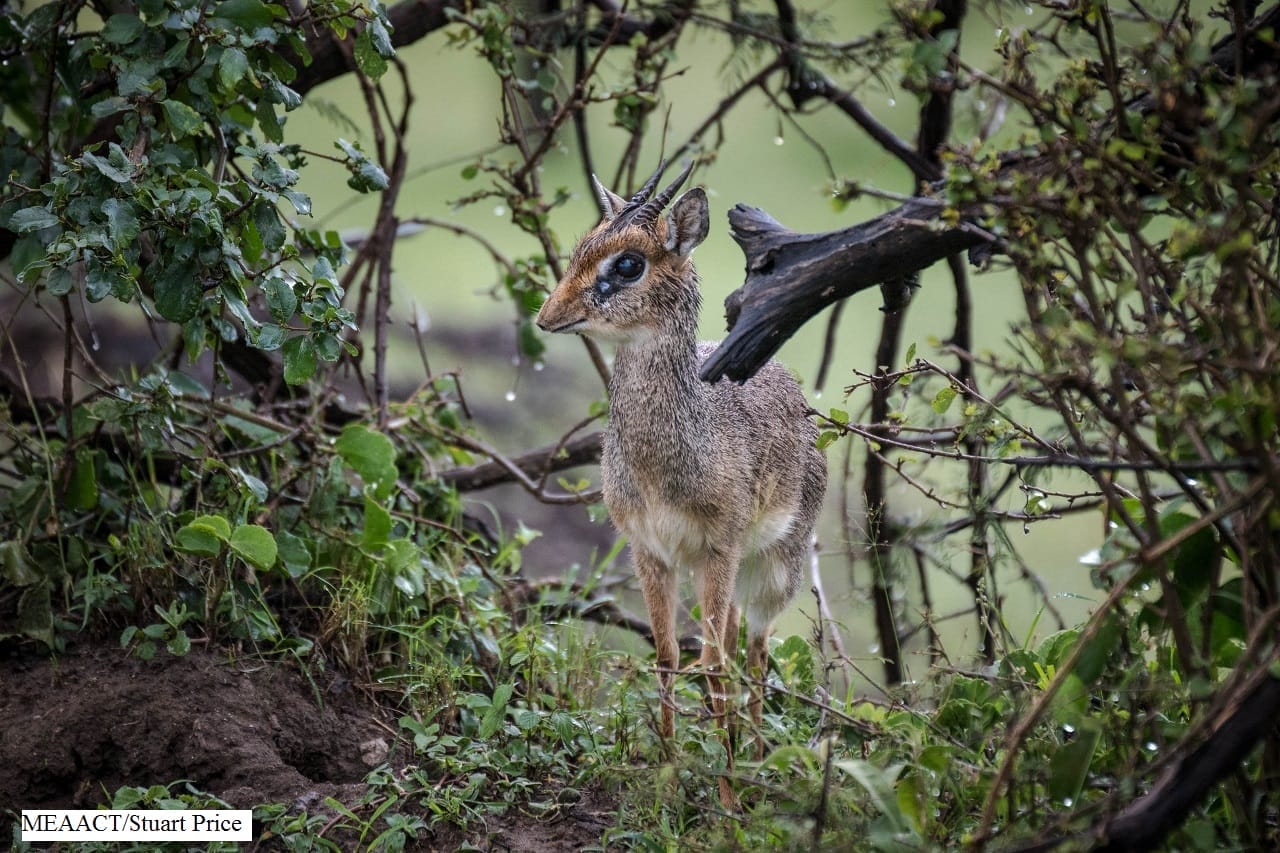 ol-kinyei-conservancy-masai-mara-ol-kinyei-maps-images-image-32-1438795224