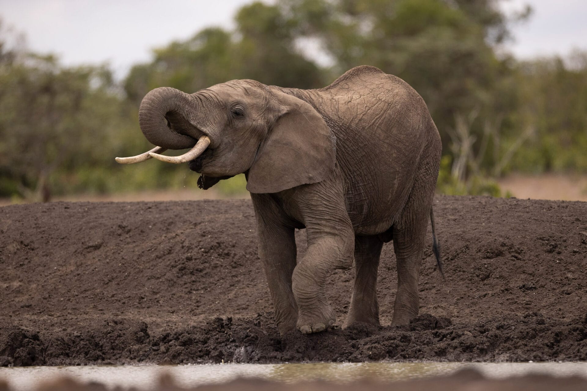 ol pejeta gal 1