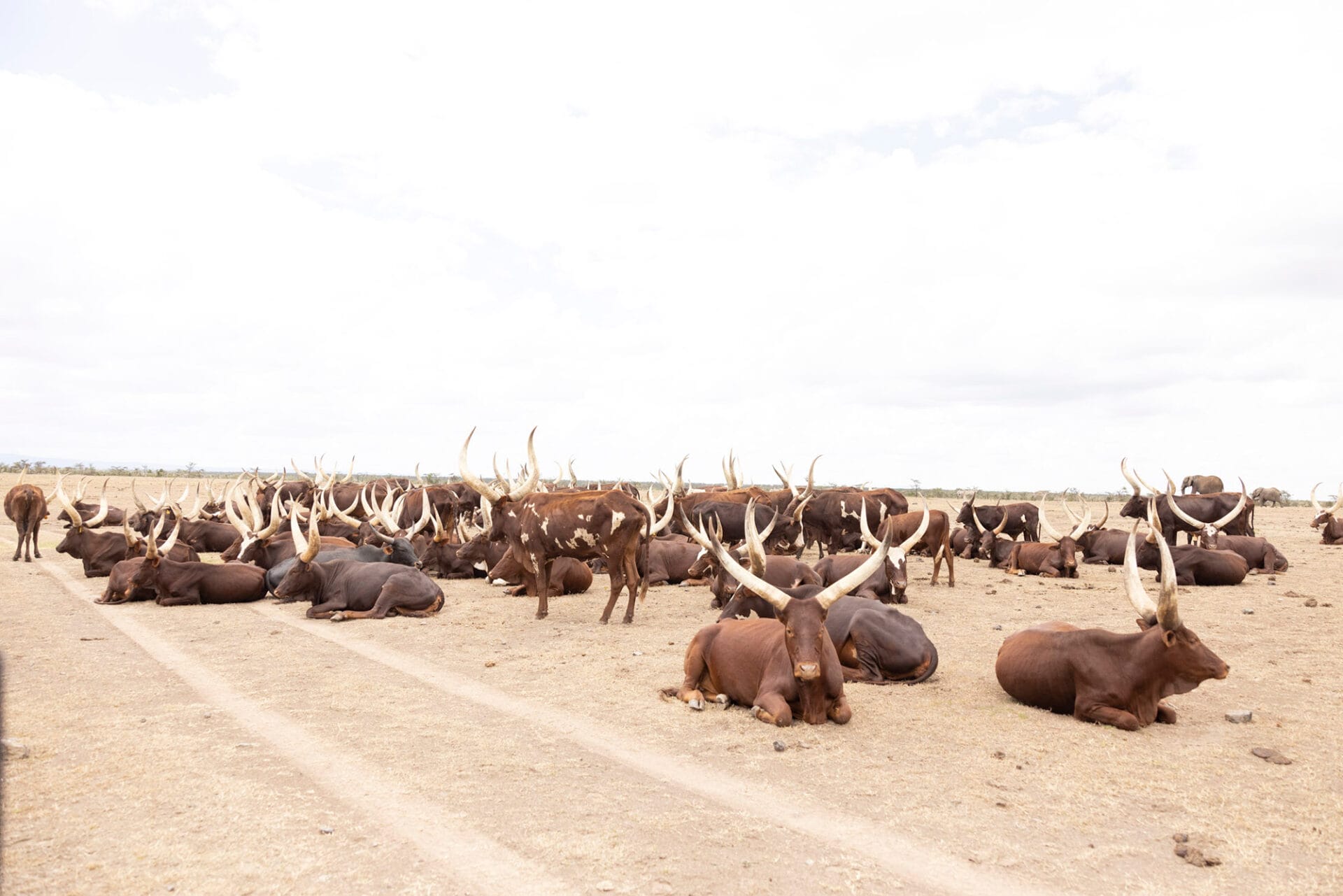 ol pejeta gal 3