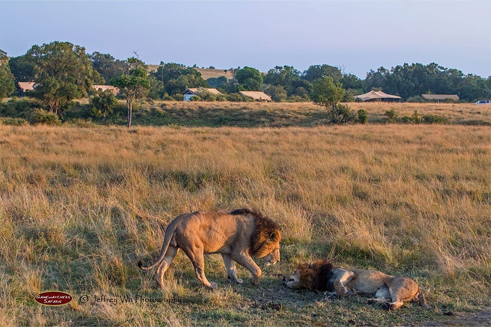 Porini Lion Camp