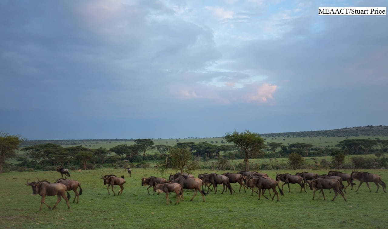 porini-mara-camp-gallery-image-105-1438792710-1