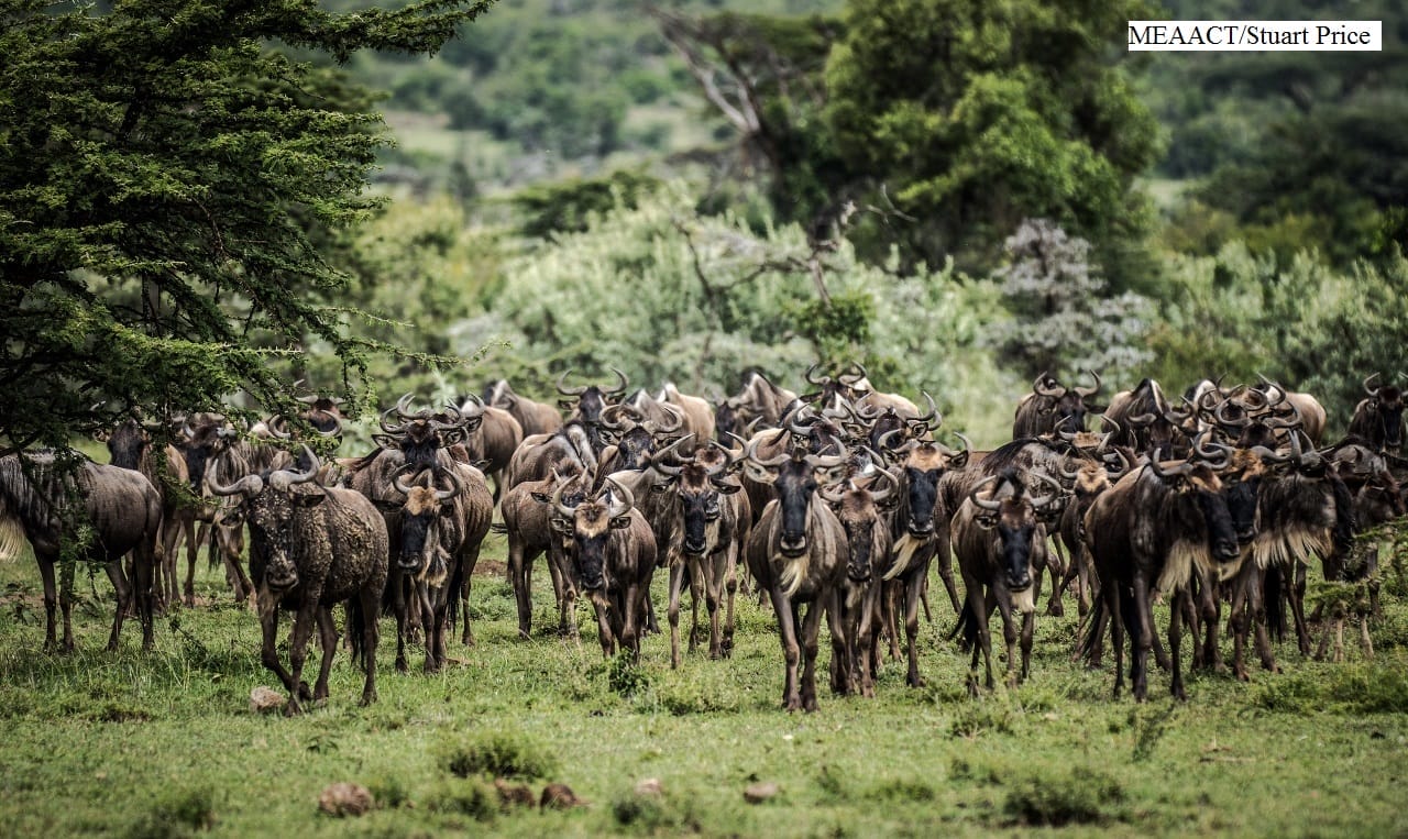 porini-mara-camp-gallery-image-97-1438792646-1