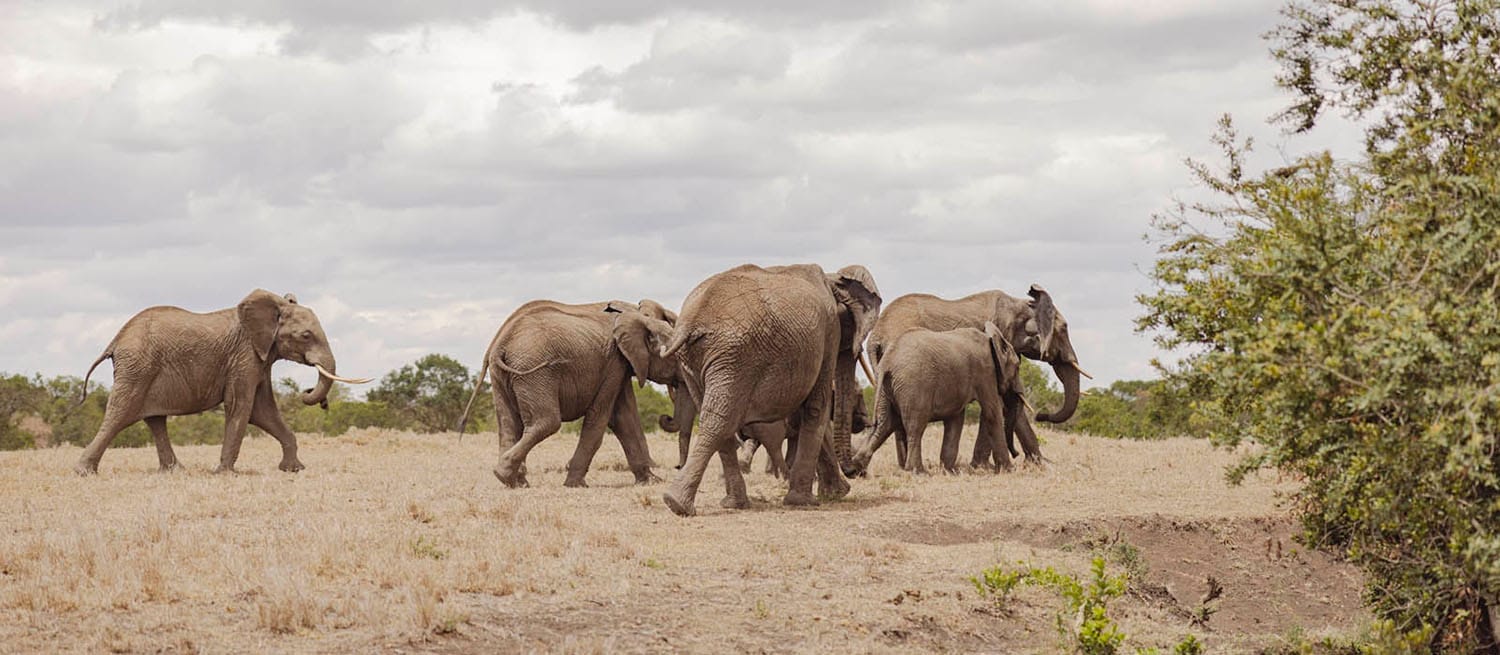 Herd Of Elephants Spotted on Safari