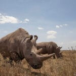 Rhino Safari