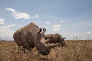 Rhino Safari