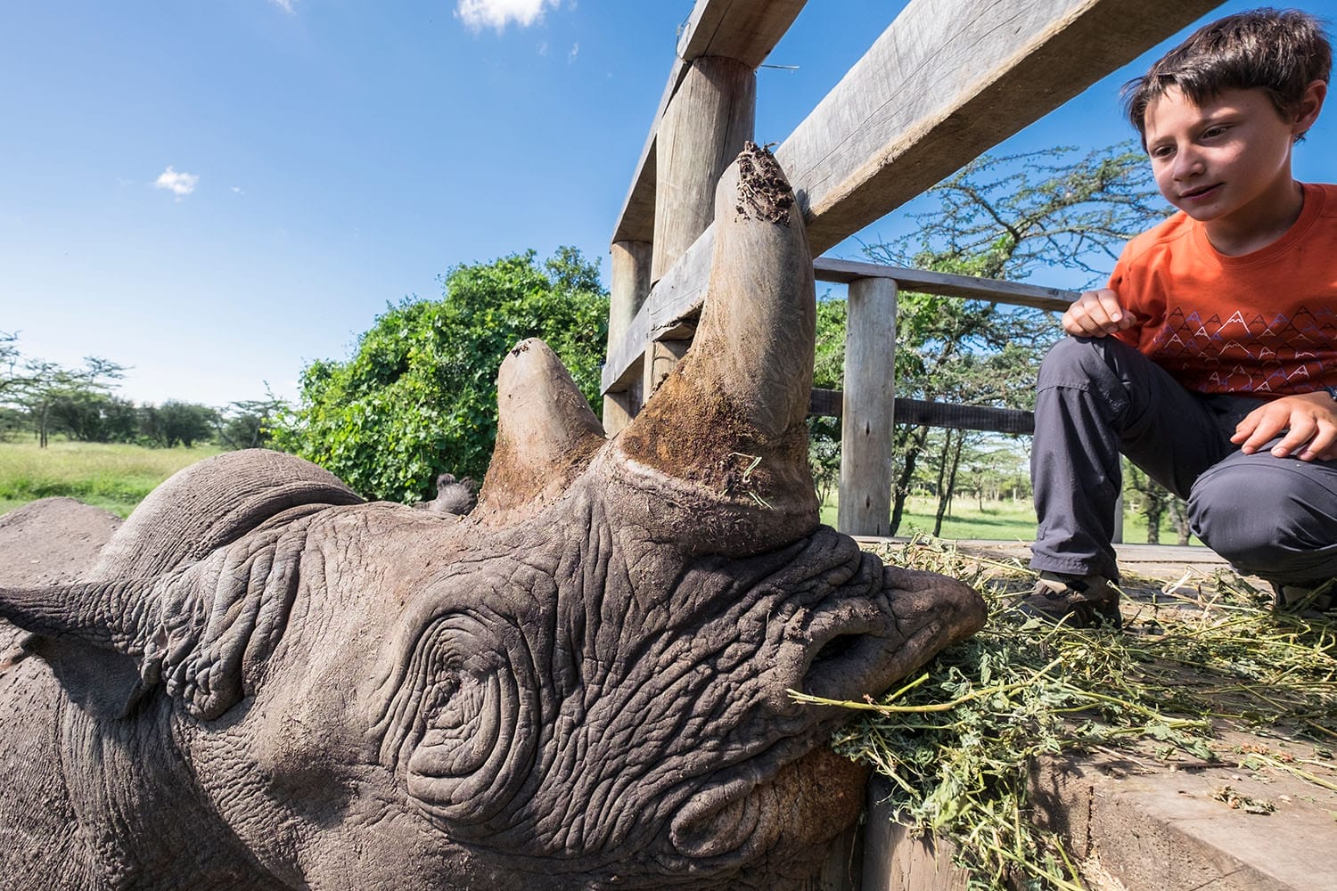 Child Feeding Rhino on Safari