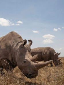 Up Close Shot of Rhinos on Safari