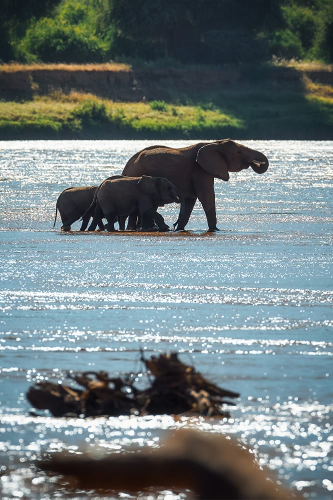 samburu