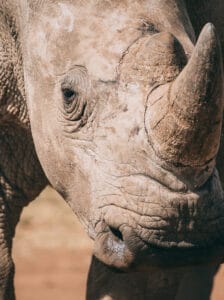Close-up of a rhinoceros showing its textured skin and prominent horn in natural light