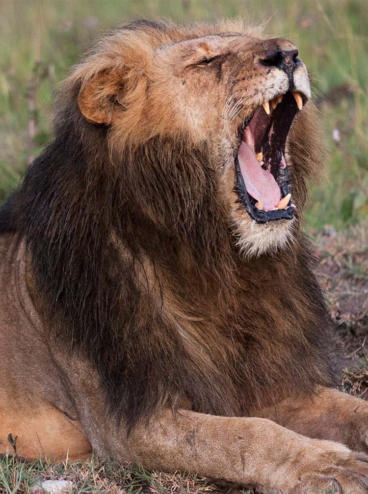 sitemain-lionking | Gamewatchers Safaris