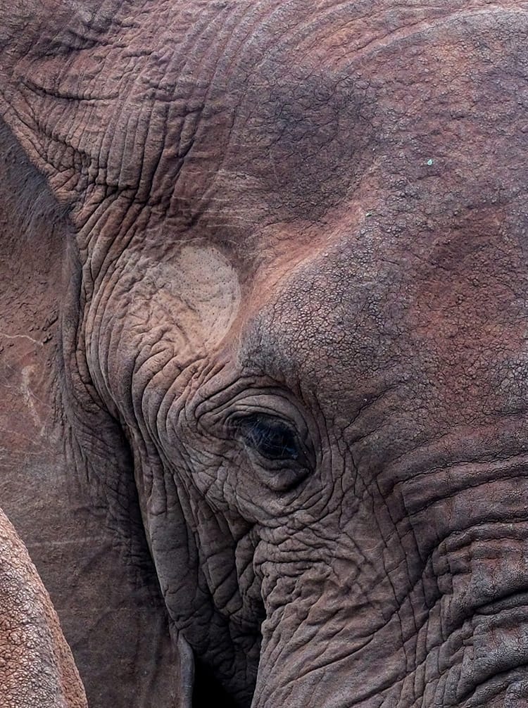 Close-up of an elephant's eye and textured wrinkled skin