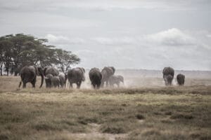 Herd of elephants walking across a dusty savanna plain with acacia trees in the background under a cloudy sky