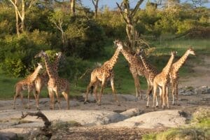 Group of giraffes standing together in the savanna near trees