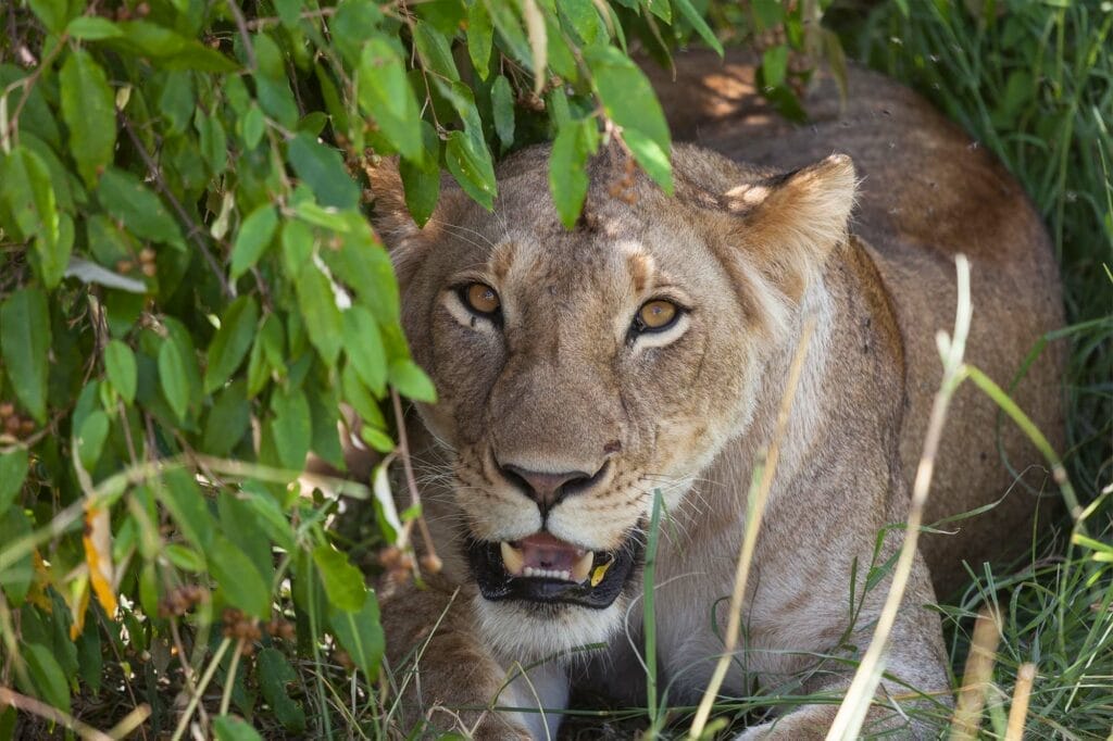 Lioness resting under green foliage in the wild