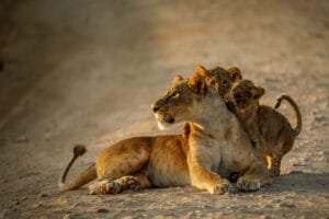 Lioness lying on sandy ground with two playful cubs climbing on her in warm golden light