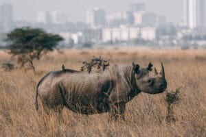 Rhino grazing in dry grassland with oxpecker birds on its back and city buildings in the background