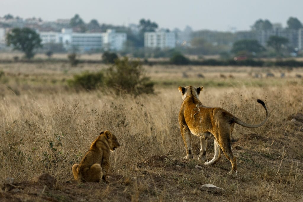 Lions in Nairobi National Park